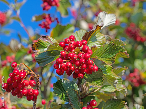 Canvastavla Gewöhnliche Mehlbeere, Sorbus aria, Früchte