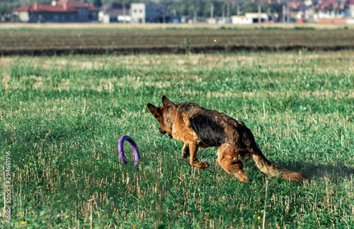 happy German Shepherd running for puller toy from behind