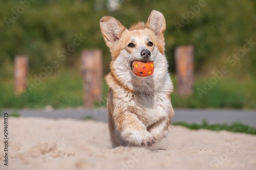 cute red dog welsh corgi pembroke is running and playing with ball on the sand on the beach
