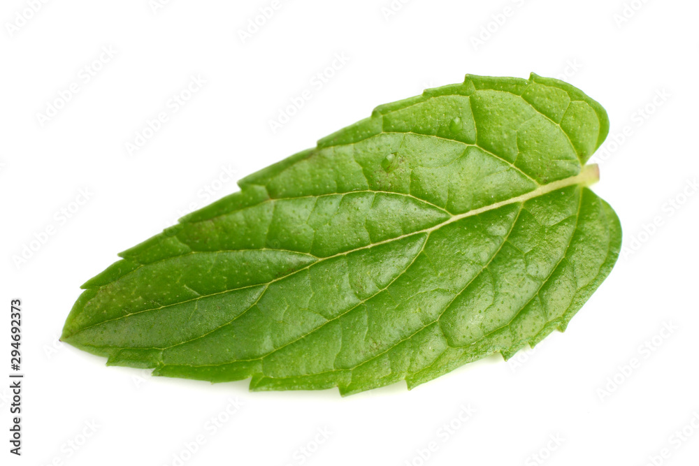 single fresh mint leaf isolated on white background single fresh mint leaf isolated on white background