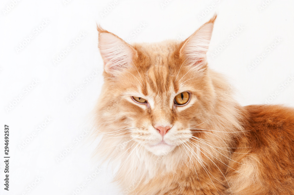 Red Maine Coon cat on a white background