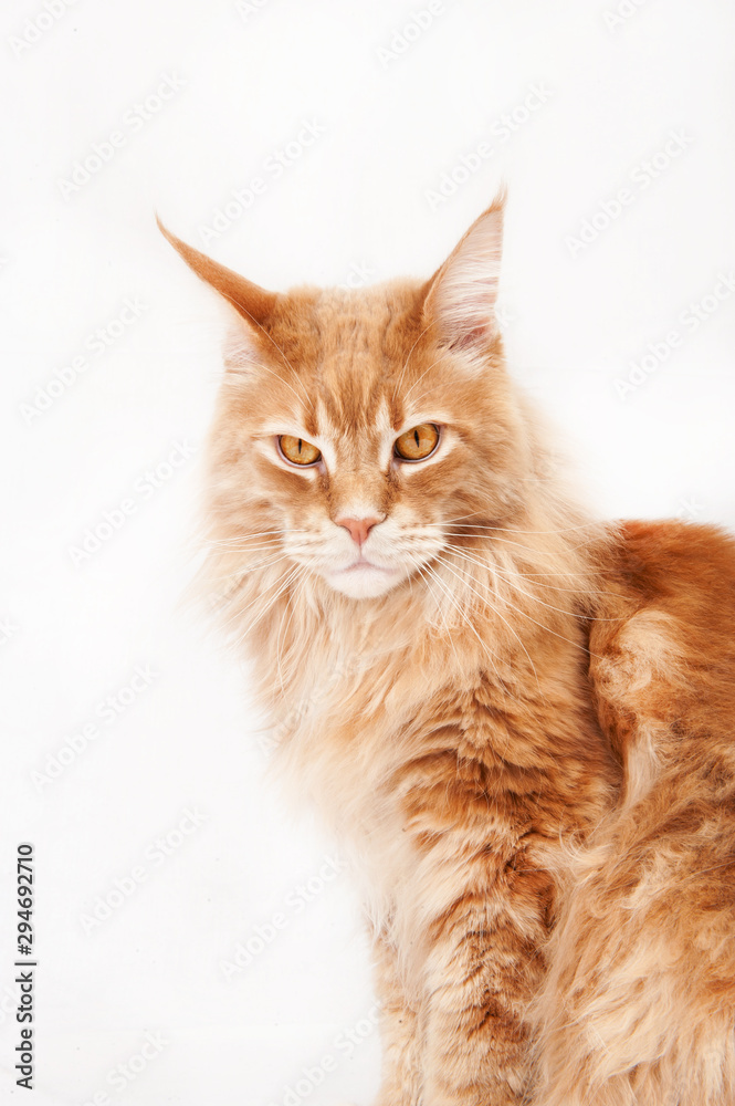 Red Maine Coon cat on a white background Red Maine Coon cat on a white background