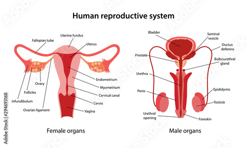 Human-reproductive-system-3