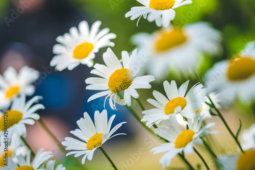 wild flowers