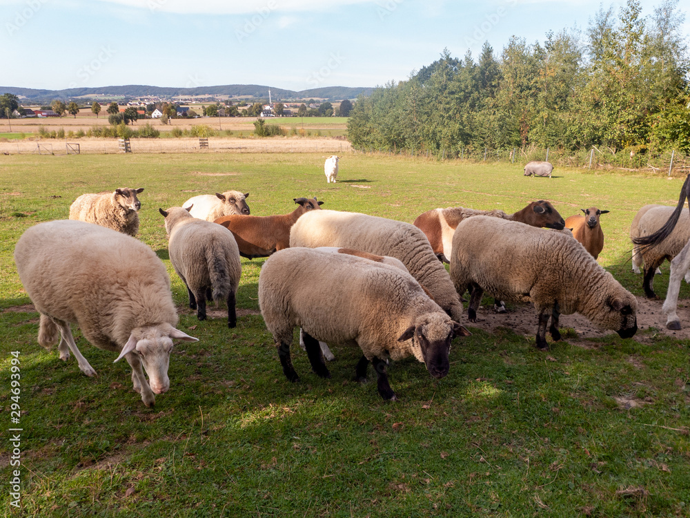 Esel, Ziege und Schafe auf einer Weide. Im Hintergrund sieht man das Wiehengebirge. Esel, Ziege und Schafe auf einer Weide. Im Hintergrund sieht man das Wiehengebirge.