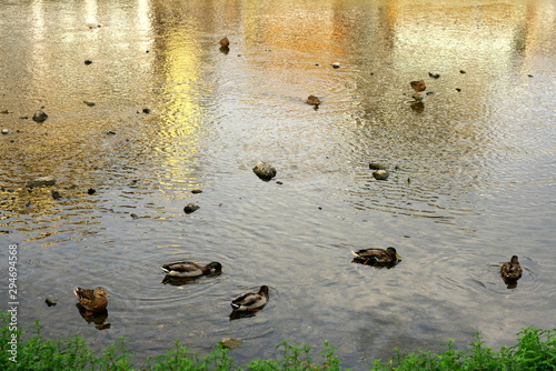 Kyoto,Japan-September 27, 2019: Kyoto Kamogawa(Duck river) Nouryou-Yuka, open-air seating, behind ducks on Kamo river in the morning photo