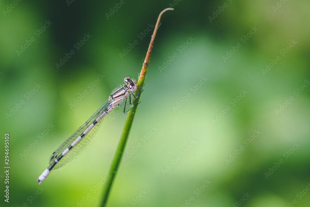 dragonfly dragonfly
