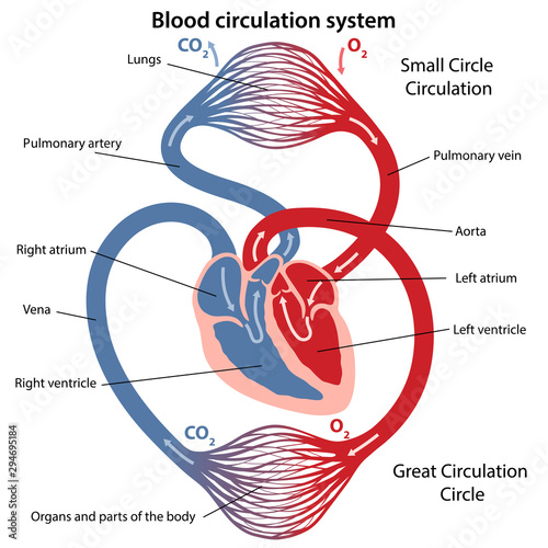 Circulation of blood through the heart. Cross sectional diagram of the heart. Vector illustration of great and small circles of blood circulation. photo