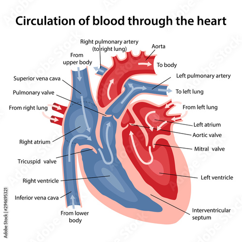 Circulation of blood through the heart. Cross sectional diagram of the heart with main parts labeled. Vector illustration photo