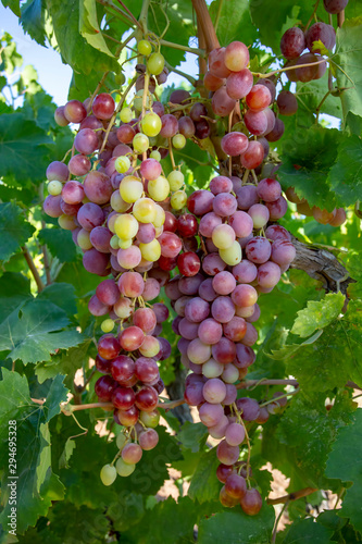 Grapes, vineyard, Izmir / Turkey