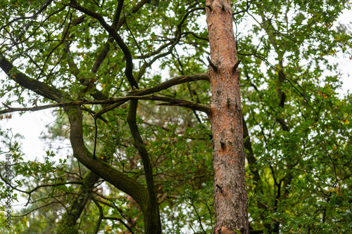 On this tree, the bark changes from  brown-gray tones to reddish tones