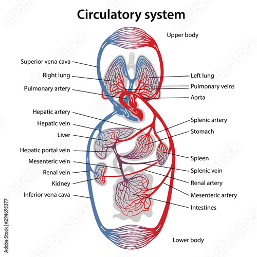 Human circulatory system. Diagram of circulatory system with main parts labeled. Vector illustration of great and small circles of blood circulation in flat style. photo