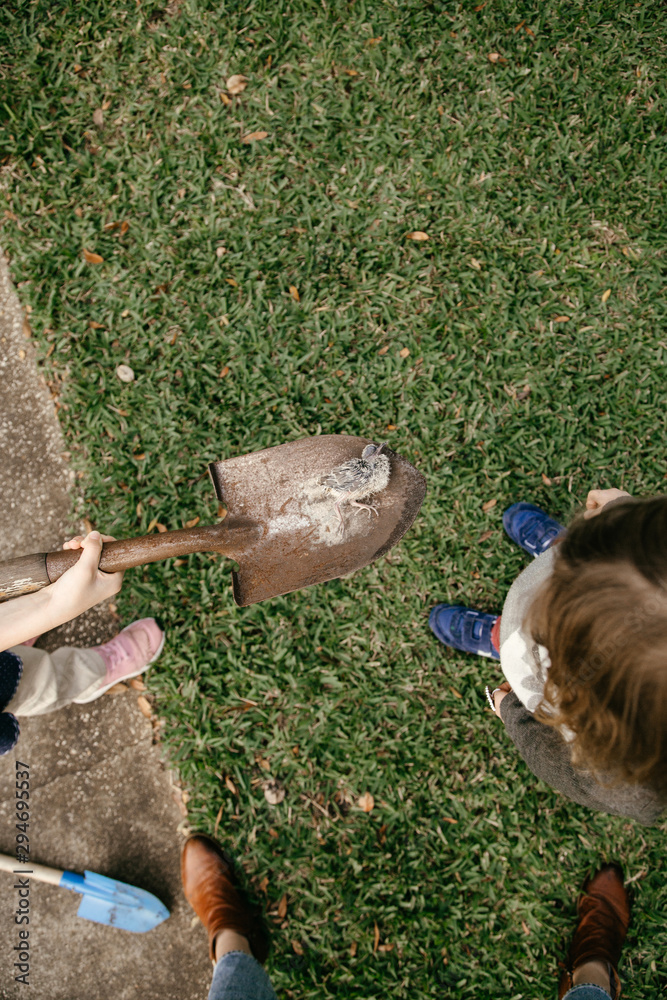 the-calamity-that-was-finding-a-dead-bird-in-the-front-yard-stock-photo