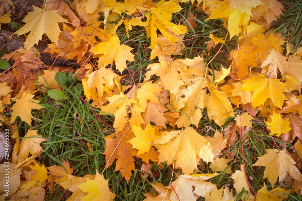 Image of yellow autumn fallen leaves on green grass Image of yellow autumn fallen leaves on green grass