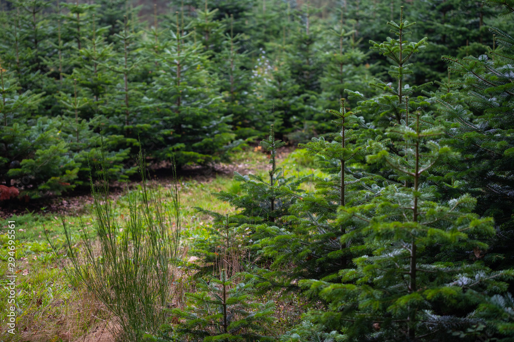 Fototapeta premium These fir trees grow for the upcoming Christmas party in december for the domestic living room