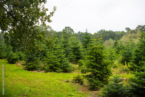 These fir trees grow for the upcoming Christmas party in december for the domestic living room