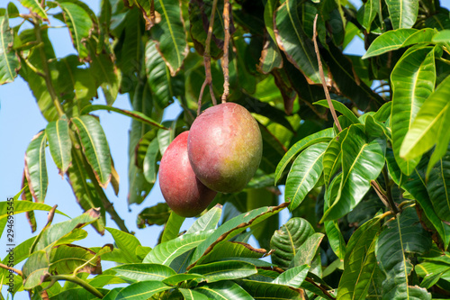 Cultivation of exotic sweet fruit mango in subtropical Malaga-Granada tropical coast region, Andalusia, Spain, ripe mango fruits in tree