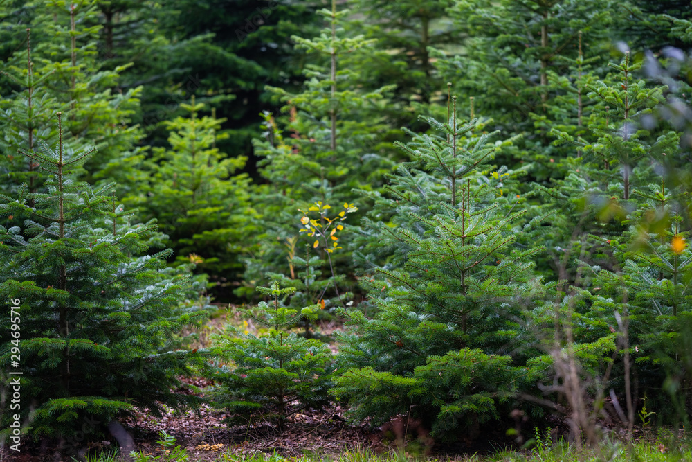 These fir trees grow for the upcoming Christmas party in december for the domestic living room These fir trees grow for the upcoming Christmas party in december for the domestic living room