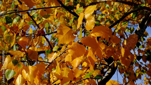  Branches of trees with yellow foliage