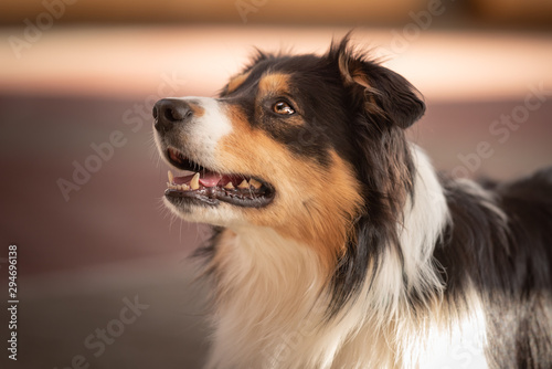 Obedient Border collie dog. Head Portrait © Karoline Thalhofer