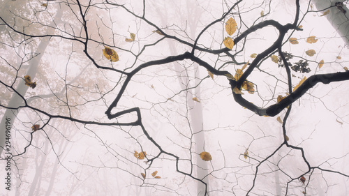 Twisted autumn branch