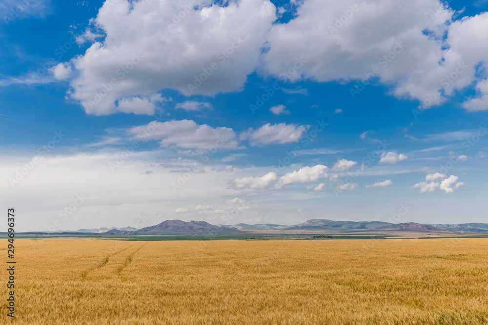 Green hills in summer wheat field 1
