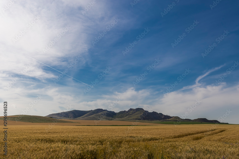 Fototapeta premium Green hills in summer wheat field 2