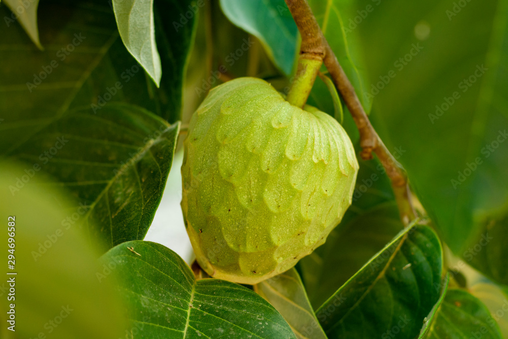 Fototapeta premium Plantations of cherimoya custard apple fruits in Granada-Malaga Tropical Coast region, Andalusia, Spain, green cherimoya growing on tree