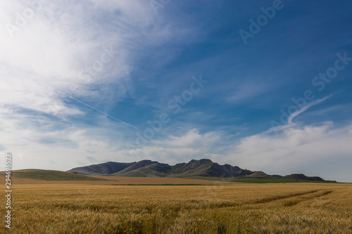 Green hills in summer wheat field 2