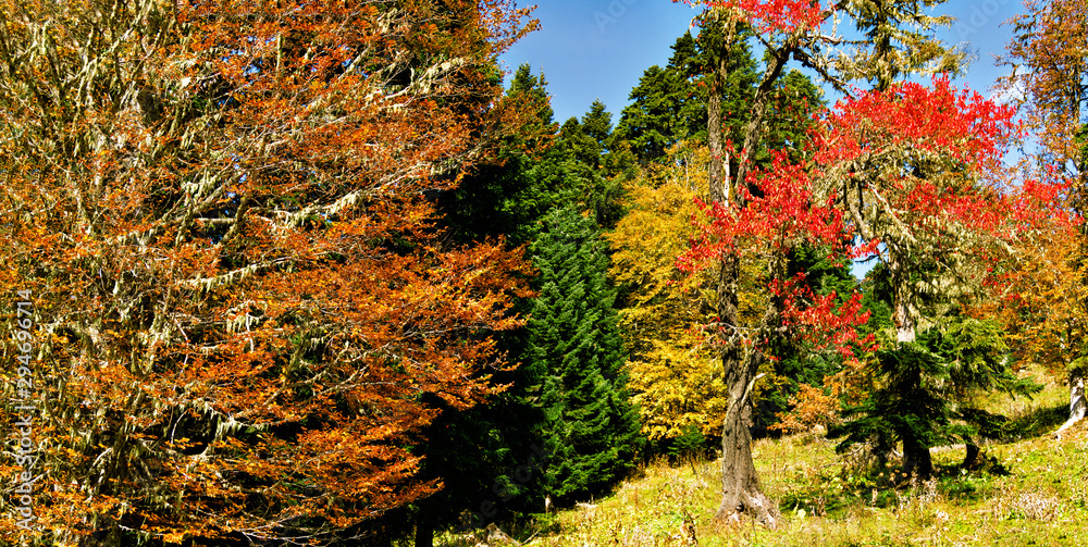 Panoramic view of autumn forest with gold, red and green trees Panoramic view of autumn forest with gold, red and green trees