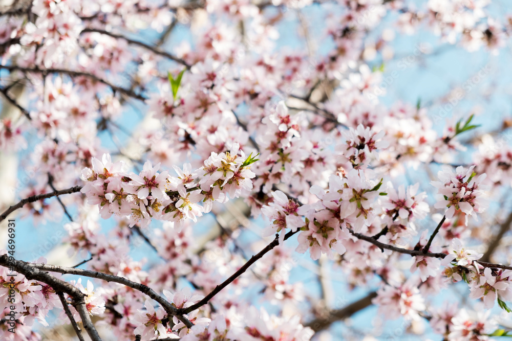 almond tree in bloom almond tree in bloom
