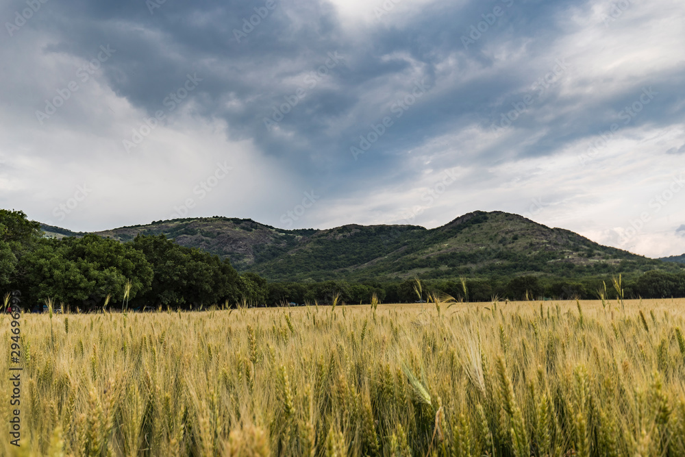 Green hills in summer wheat field 5