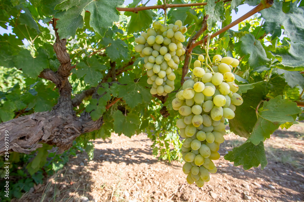 Grapes, vineyard, Izmir / Turkey