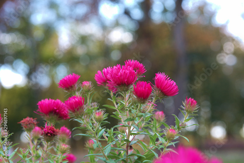 flowers in garden