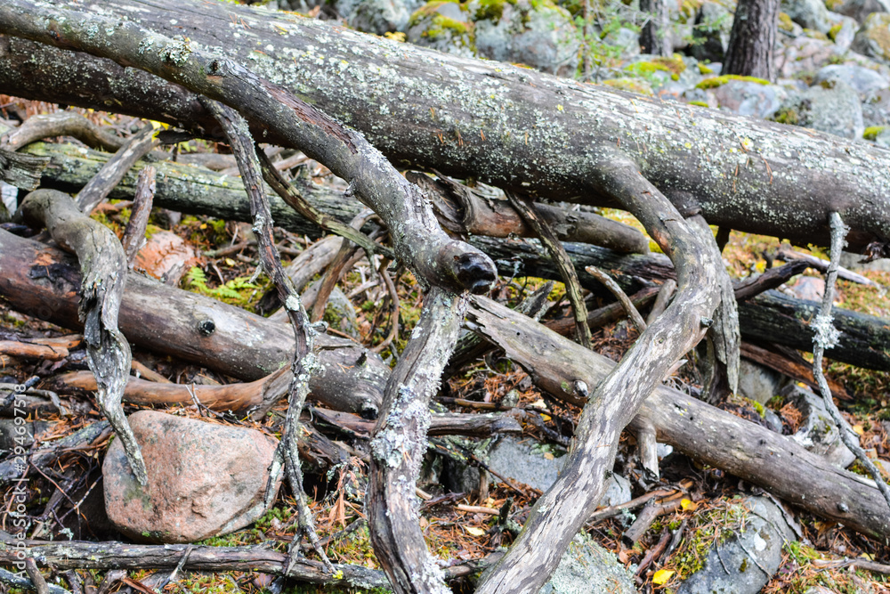 Dry tree trunks lie in the forest Dry tree trunks lie in the forest