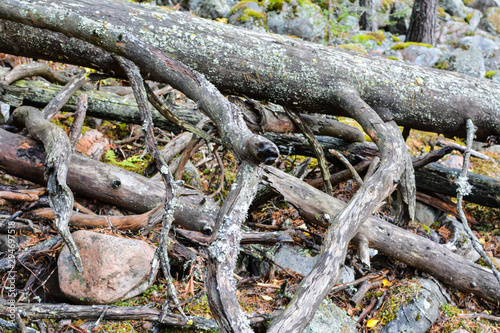 Fototapeta Naklejka Na Ścianę i Meble -  Dry tree trunks lie in the forest