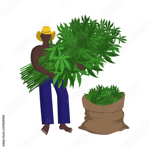 Black farm worker in hat is harvesting a technical hemp manually