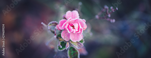 Closeup of a pink rose covered by morning frost, banner