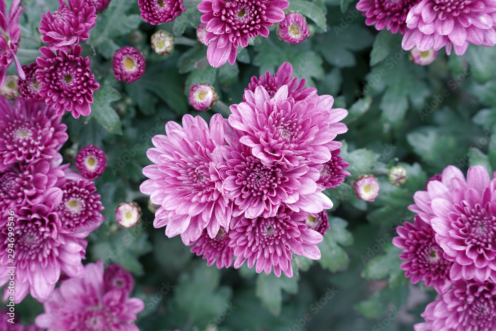 pink flowers in the garden.  spray chrysanthemum