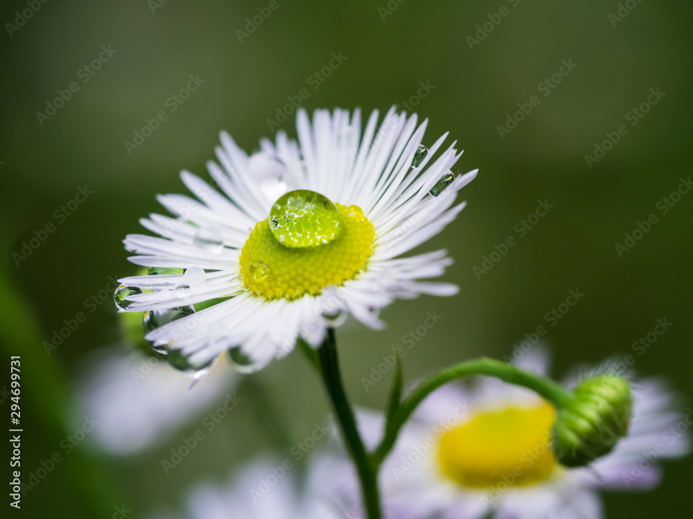 Fototapeta premium Ein einzelner großer Wassertropfen auf einer Blüte.
