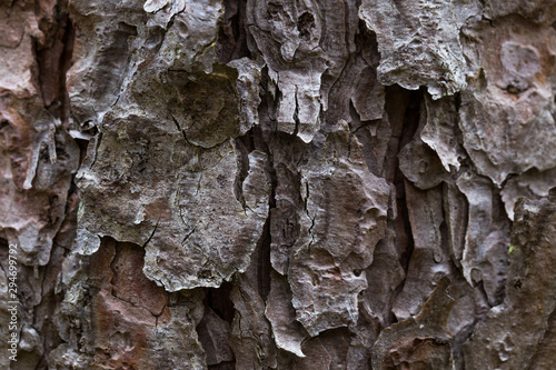 old tree bark