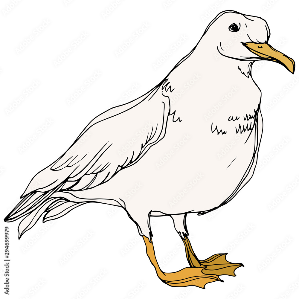Obraz premium Vector Sky bird seagull in a wildlife. Black and white engraved ink art. Isolated seagull illustration element.