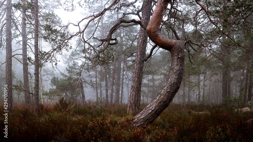 A bent tree in a foggy mire