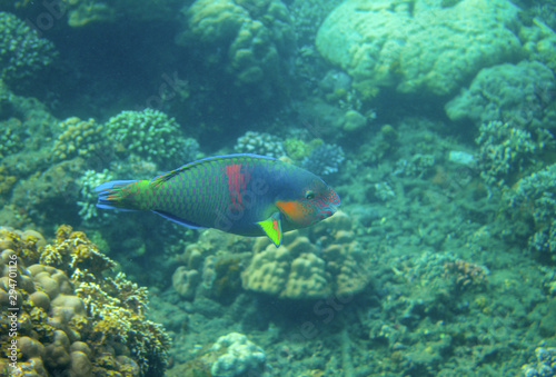 Green and blue parrotfish in coral reef, underwater photo. Colorful tropical fish underwater photo. Parrotfish in wild nature