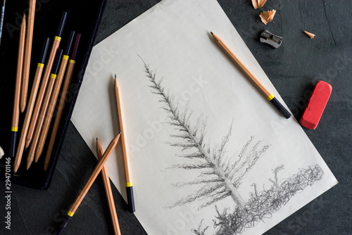 Pencil Sketch of a Spruce Tree