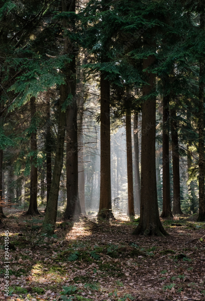 Shafts of light through mist from sunrise in woodland. Norfolk, UK Shafts of light through mist from sunrise in woodland. Norfolk, UK