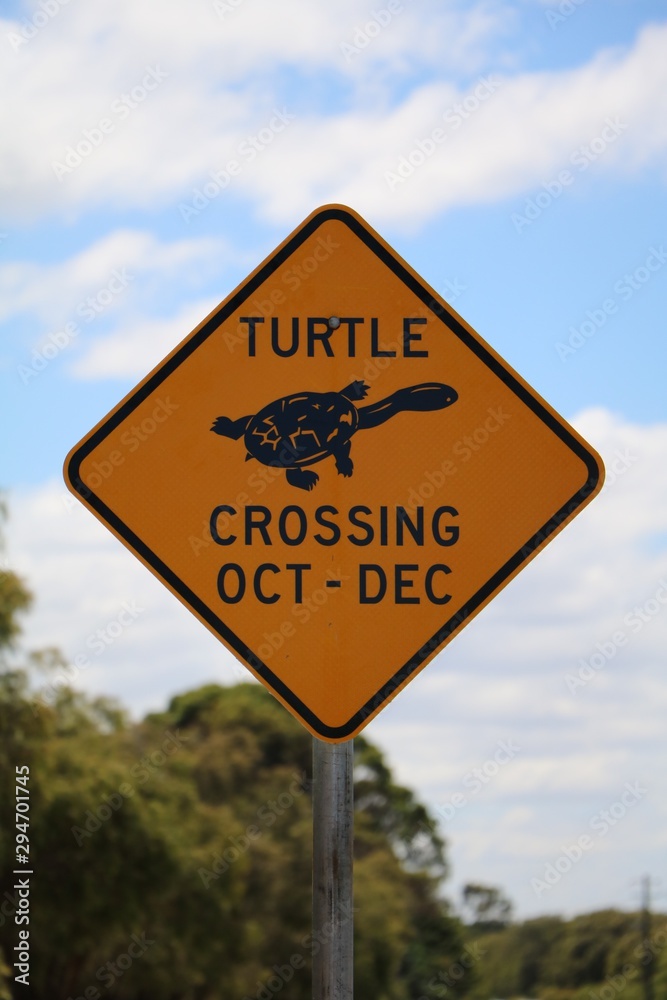 Attention turtles cross the road from October to December, Australia