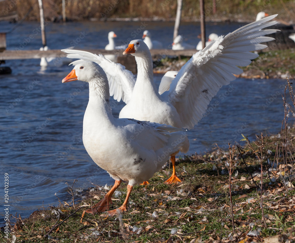 Close-up white domestic geese floating in a pond. Close-up white domestic geese floating in a pond.