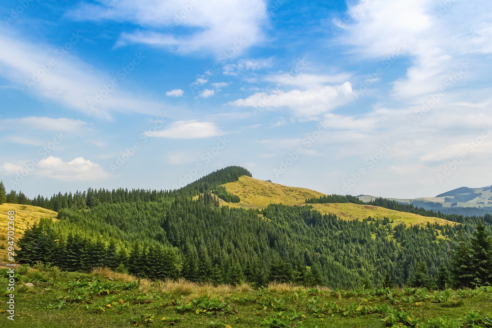 Summer landscape in the Carpathians. View of a mountain ridge covered in spruce forest.