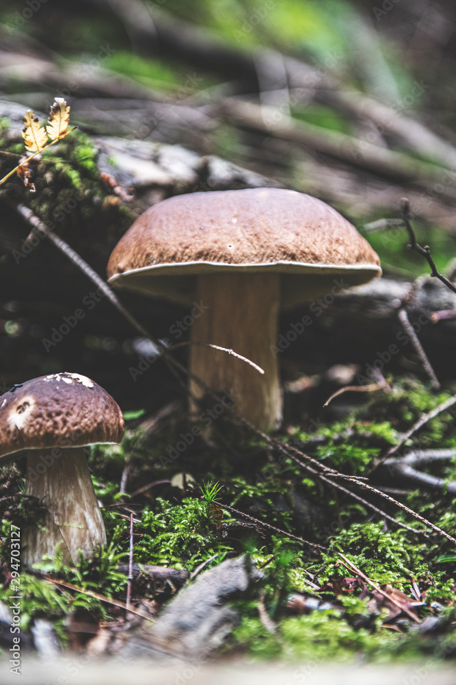 Fototapeta premium mushroom in the forest